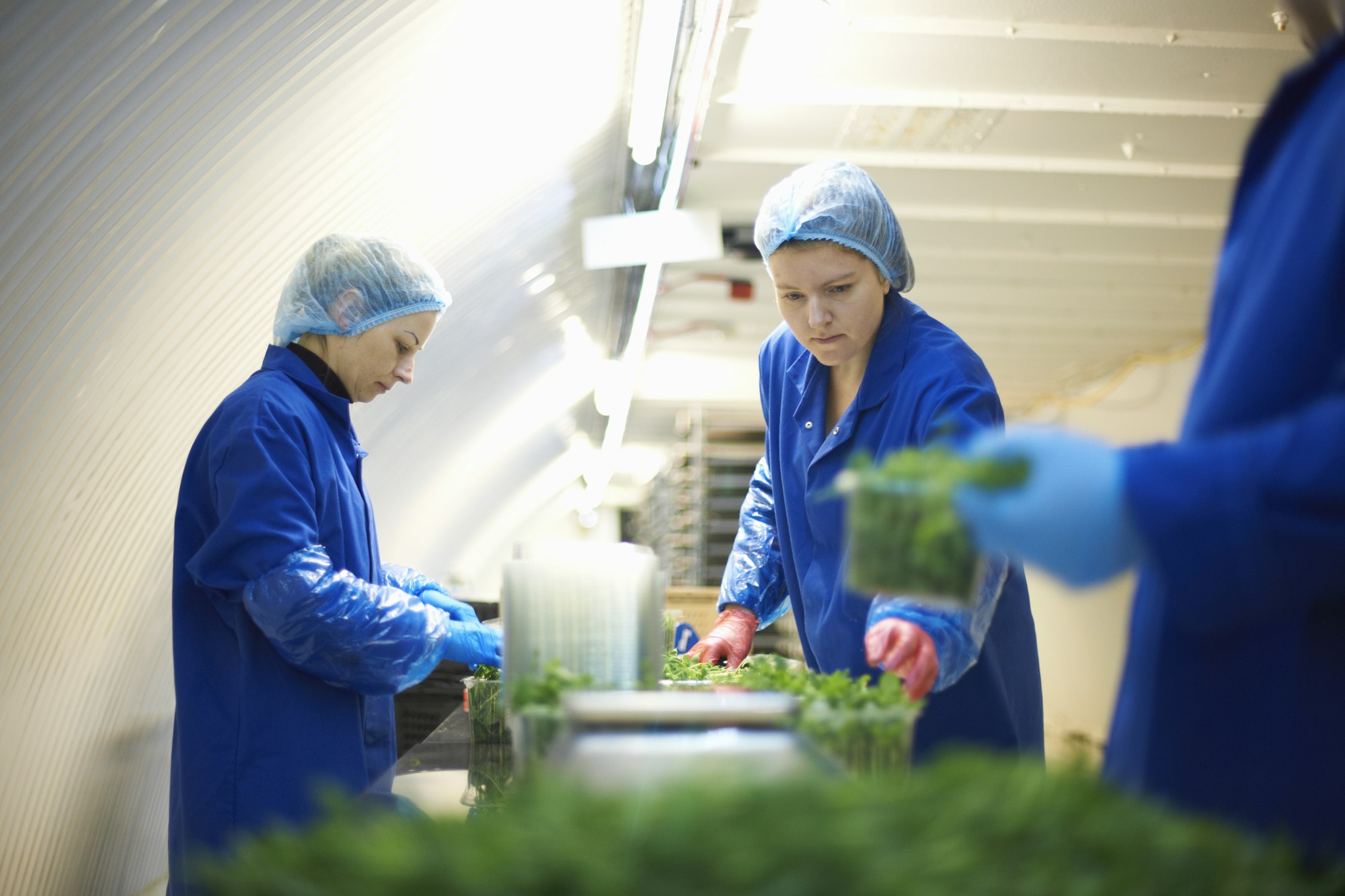 Women wearing working on production line, packing vegetables